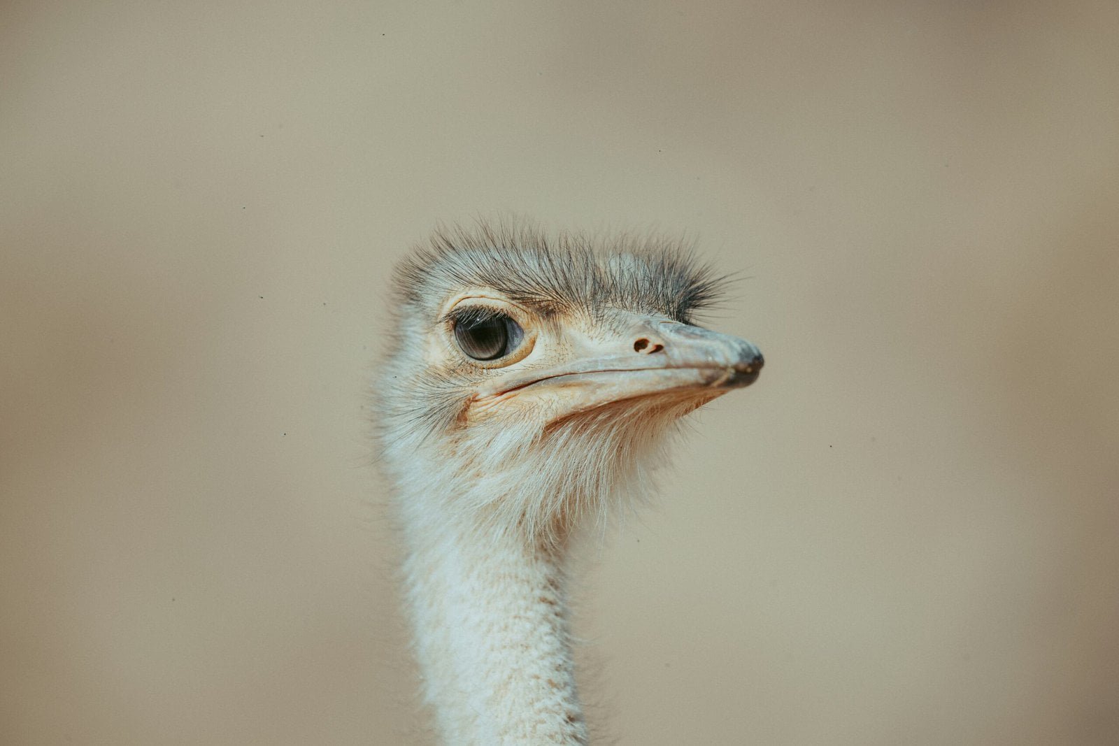 an ostrich looking at the camera with a blurry background